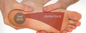 plantar fascia