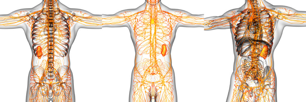 lymphedema, los altos, treatment, physiofit, physical therapy, ca, los altos hills, Lymphedema, lymphatic system, lymphedema, los altos, treatment, lymphatic drainage, ly