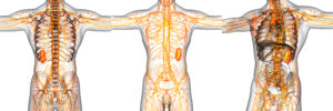 lymphedema, los altos, treatment, physiofit, physical therapy, ca, los altos hills, Lymphedema, lymphatic system, lymphedema, los altos, treatment, lymphatic drainage, ly